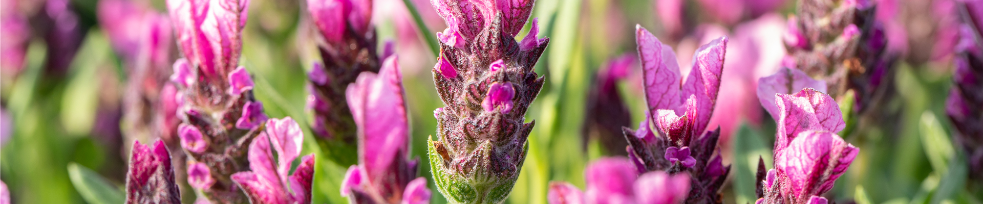 Lavandula stoechas 'Papillon'