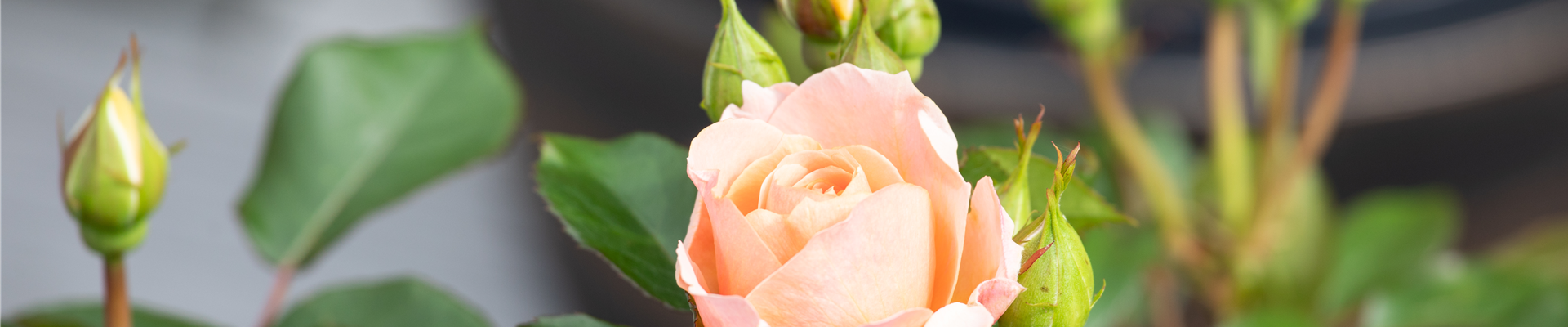 Kleinstrauchrose, lachsrosa Kleinstrauchrose, lachsrosa