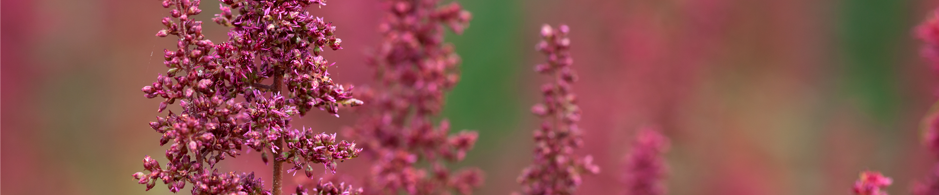 Astilbe x arendsii 'Fanal'