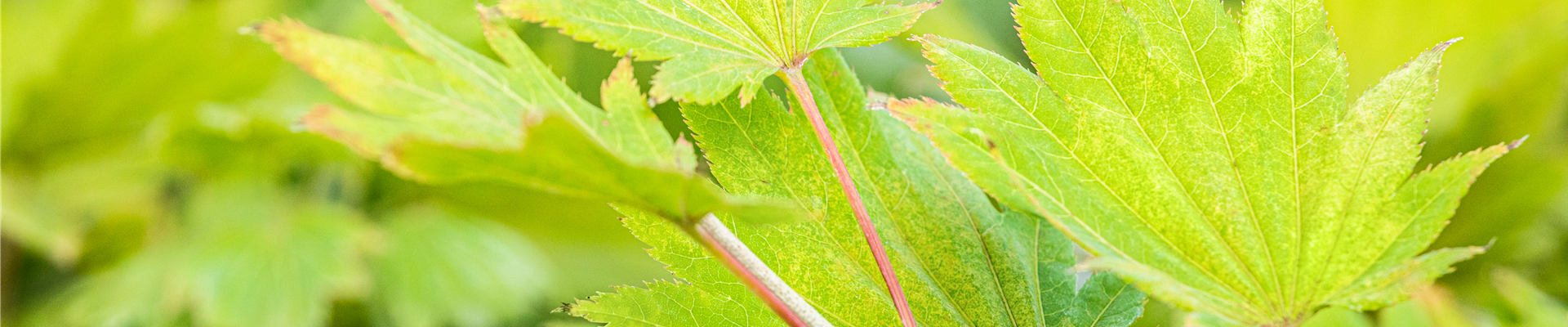 Acer shirasawanum 'Aureum' Acer shirasawanum 'Aureum'