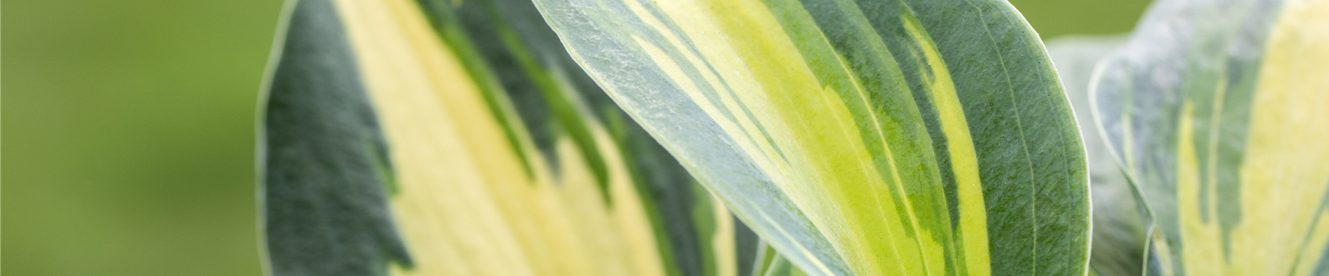 Hosta, gelbbunt Hosta, gelbbunt