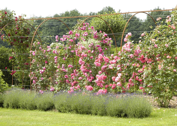 Kletterrosen Kletterrosen