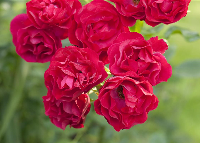 Strauchrosen Strauchrosen