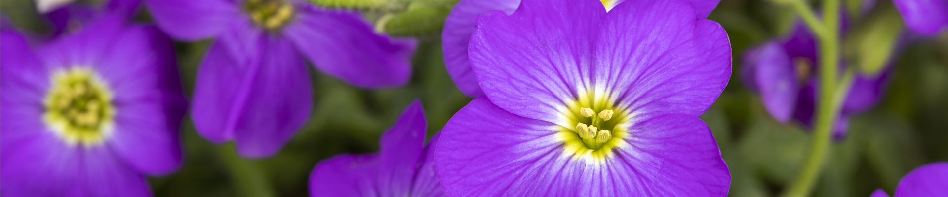 Aubrieta x cultorum, violett Aubrieta x cultorum, violett