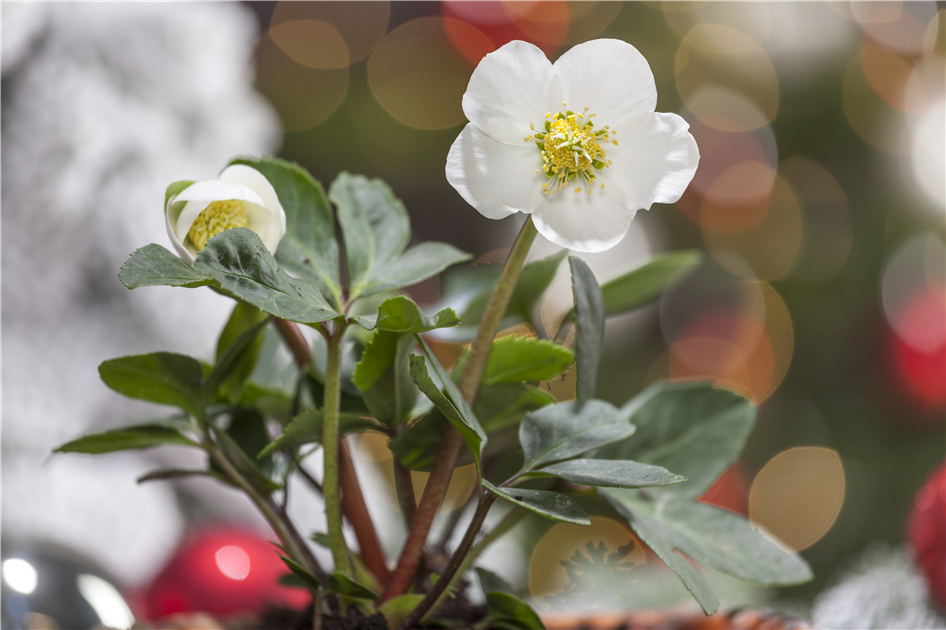 natürlicher dünger für gemüse Floraveda Schafswolldünger – Natürlicher Langzeitdünger mit Wasserspeicher