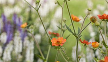 Geum coccineum 'Cooky'