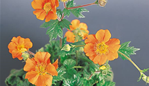 Geum coccineum 'Cooky'