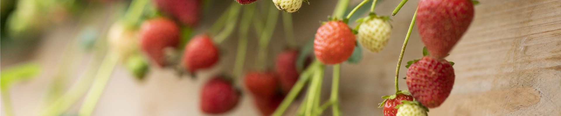 Fragaria Fragaria