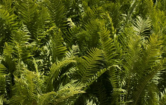 Farne gibt es in großer Vielfalt Farne gibt es in großer Vielfalt