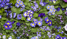 Dalmatiner Polster-Glockenblume