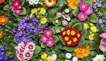 Dalmatiner Polster-Glockenblume