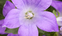 Dalmatiner Polster-Glockenblume