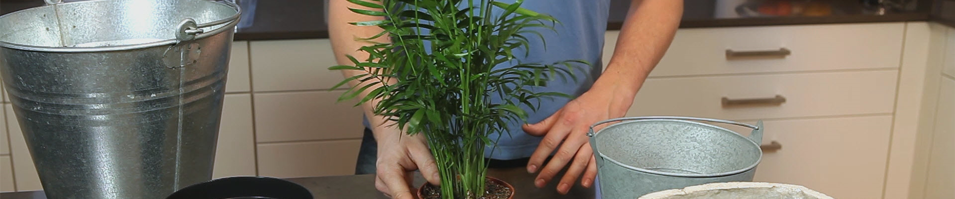 Chinesische Bergpalme - Einpflanzen in ein Gefäß (thumbnail) Chinesische Bergpalme - Einpflanzen in ein Gefäß (thumbnail)