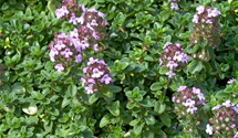 Thymus x citriodorus 'Lemon'