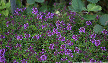 Thymus x citriodorus 'Lemon'