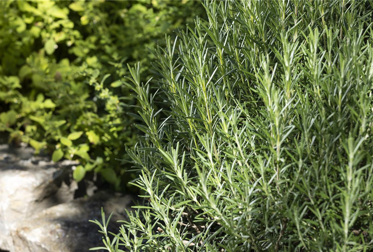 Rosmarinus officinalis 'Arp'