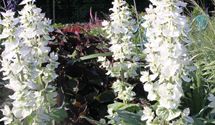 Salvia sclarea var.turkest.'Vatican White'