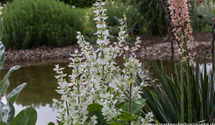 Salvia sclarea var.turkest.'Vatican White'