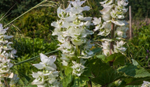 Salvia sclarea var.turkest.'Vatican White'