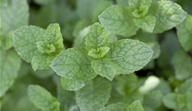 Mentha spicata