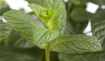 Mentha spicata