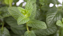 Mentha spicata
