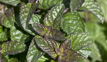 Mentha spicata