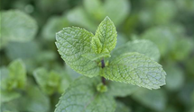 Mentha spicata