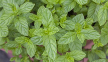 Mentha spicata