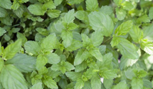 Mentha spicata