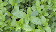 Mentha spicata