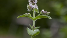 Mentha spicata