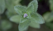 Mentha spicata