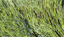 Typha latifolia