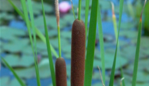 Typha latifolia