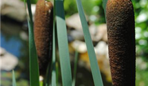 Typha latifolia