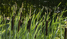 Typha latifolia