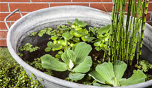 Equisetum hyemale var. robustum