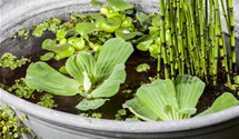 Equisetum hyemale var. robustum