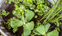 Equisetum hyemale var. robustum