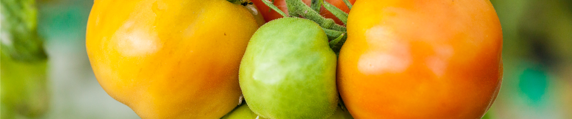 Solanum lycopersicum 'Marmande' Solanum lycopersicum 'Marmande'