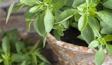 Origanum majorana