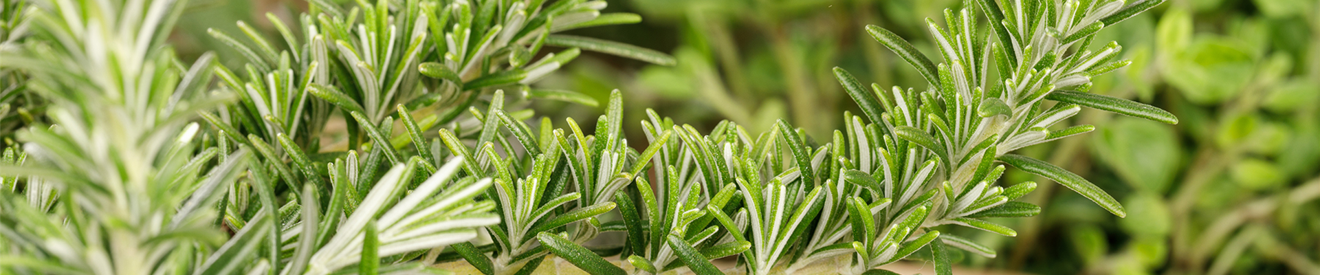 Kraeuter_Contentseite Kraeuter_Contentseite