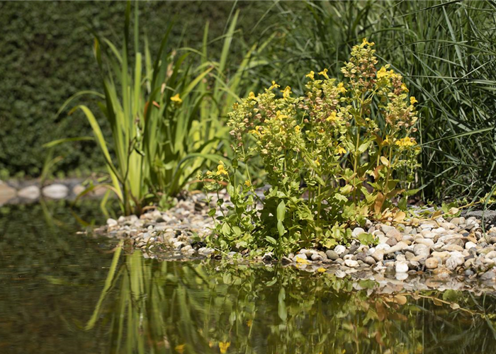 Gartenteiche Gartenteiche