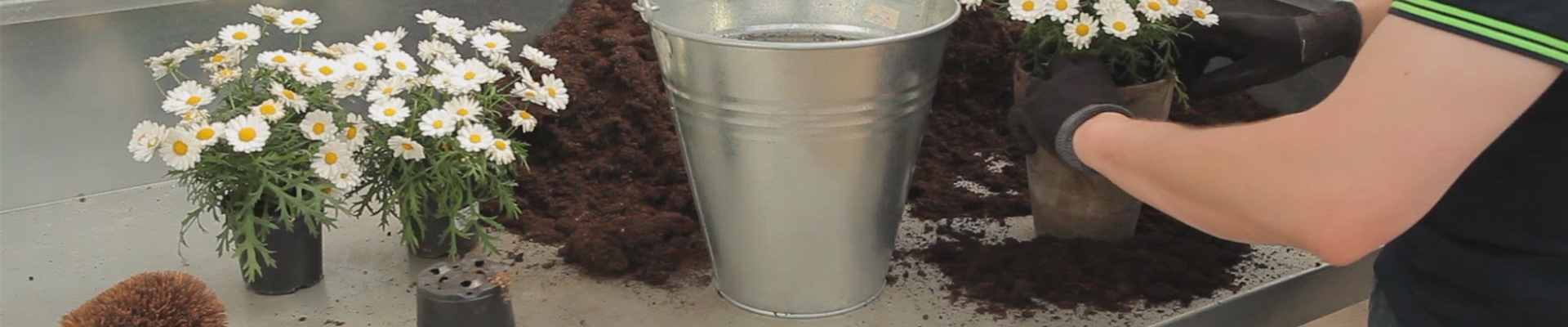 Mageriten - Einpflanzen in ein Gefäß (thumbnail)