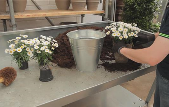 Margeriten - Einpflanzen in ein Gefäß Margeriten - Einpflanzen in ein Gefäß