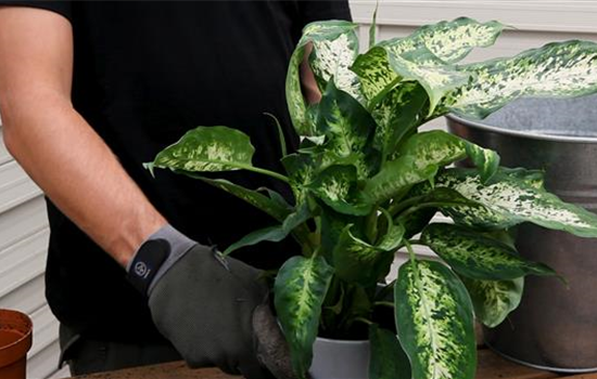 Dieffenbachie - Umtopfen Dieffenbachie - Umtopfen