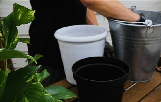 Efeutute - Umtopfen Efeutute - Umtopfen