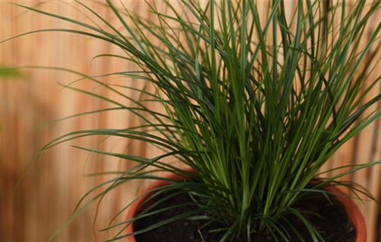 Gartensegge - Einpflanzen in ein Gefäß
