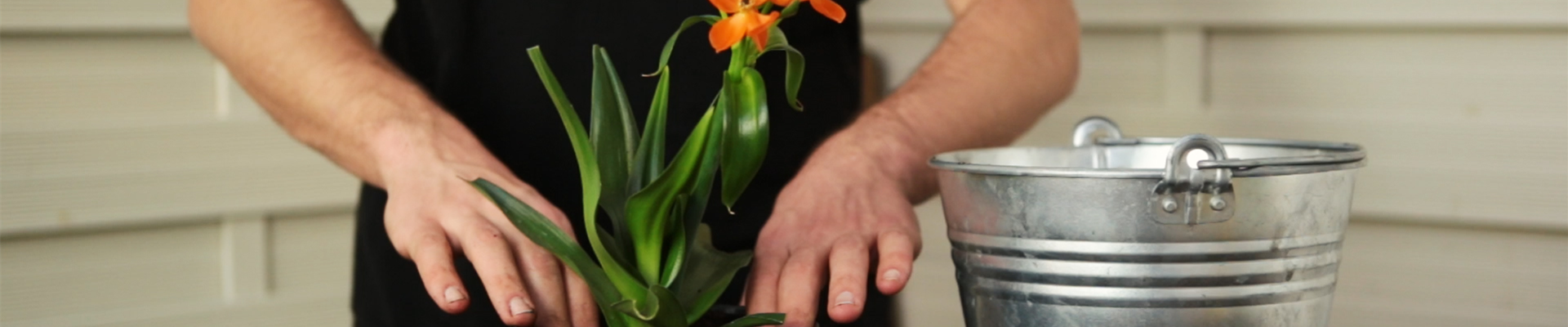 Milchstern - Einpflanzen in ein Gefäß (Thumbnail)